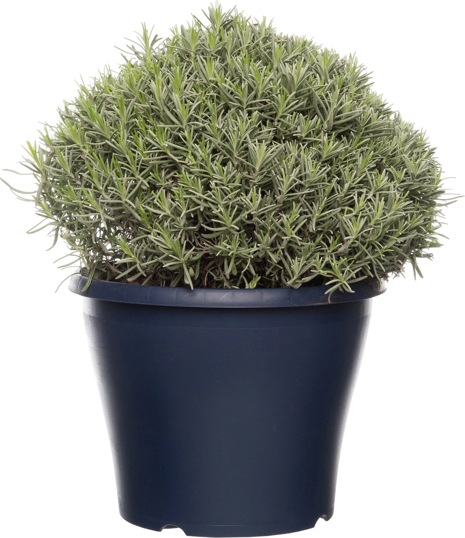 Lavendel (Lavandula Angustifolia 'Munstead') D 29 H 30 Cm 1 Lavendel (Lavandula Angustifolia 'Munstead') D 29 H 30 Cm