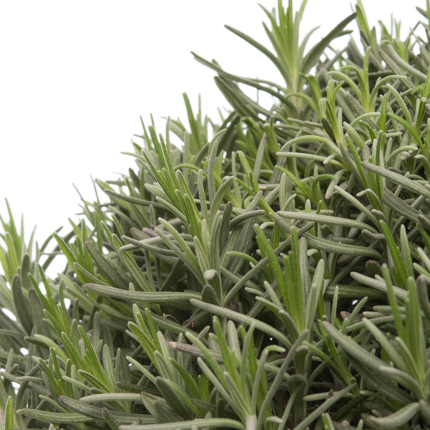 Lavendel (Lavandula Angustifolia 'Munstead') D 29 H 30 Cm 2 Lavendel (Lavandula Angustifolia 'Munstead') D 29 H 30 Cm - Afbeelding 2