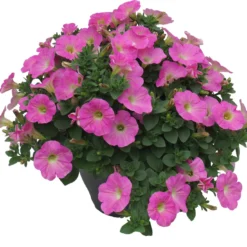 Minipetunia (Calibrachoa) D 26 H 40 Cm
