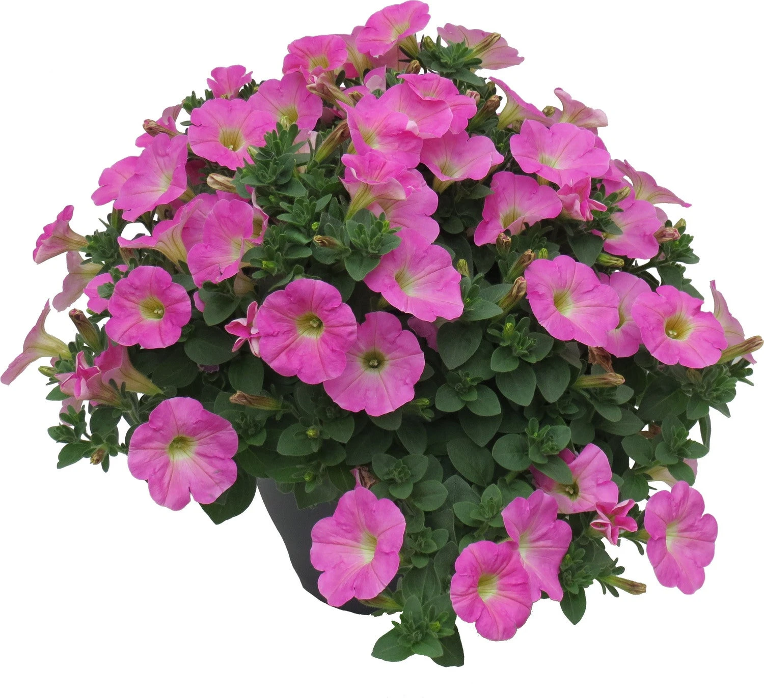 Minipetunia (Calibrachoa) D 26 H 40 Cm 1 Minipetunia (Calibrachoa) D 26 H 40 Cm