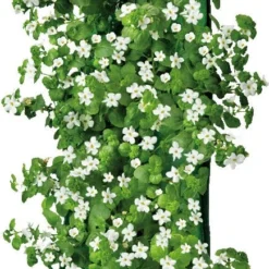 Wandhanger Met Begonia (Begonia) Oranje H 50 Cm