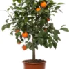 Mandarijnboom (Citrus Sinensis 'Mandarijn') D 20 H 70 Cm