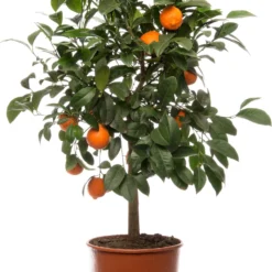 Mandarijnboom (Citrus Sinensis 'Mandarijn') D 20 H 70 Cm