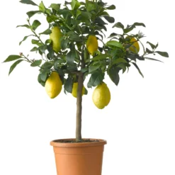 Citroenboom (Citrus Sinensis 'Limone') D 20 H 60 Cm