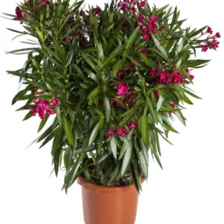Oleander (Nerium Oleander) D 20 H 80 Cm