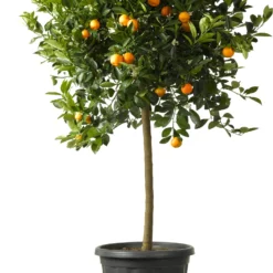 Citrusvrucht (Citrus Kumquat) D 35 H 120 Cm