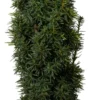 Taxus (Taxus Baccata 'David') D 29 H 80 Cm