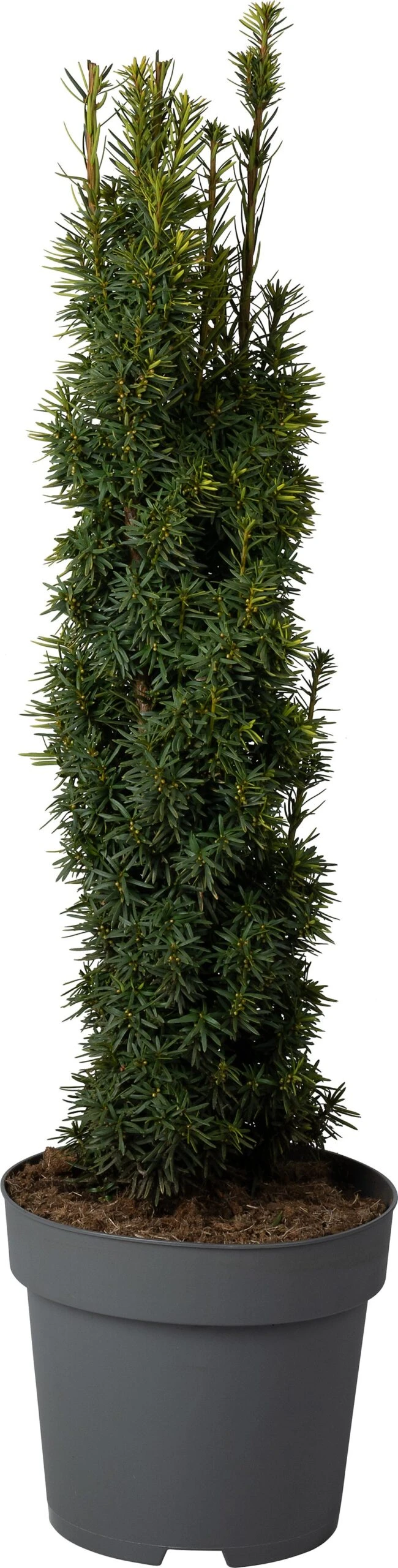 Taxus (Taxus Baccata 'David') D 29 H 80 Cm 1 Taxus (Taxus Baccata 'David') D 29 H 80 Cm