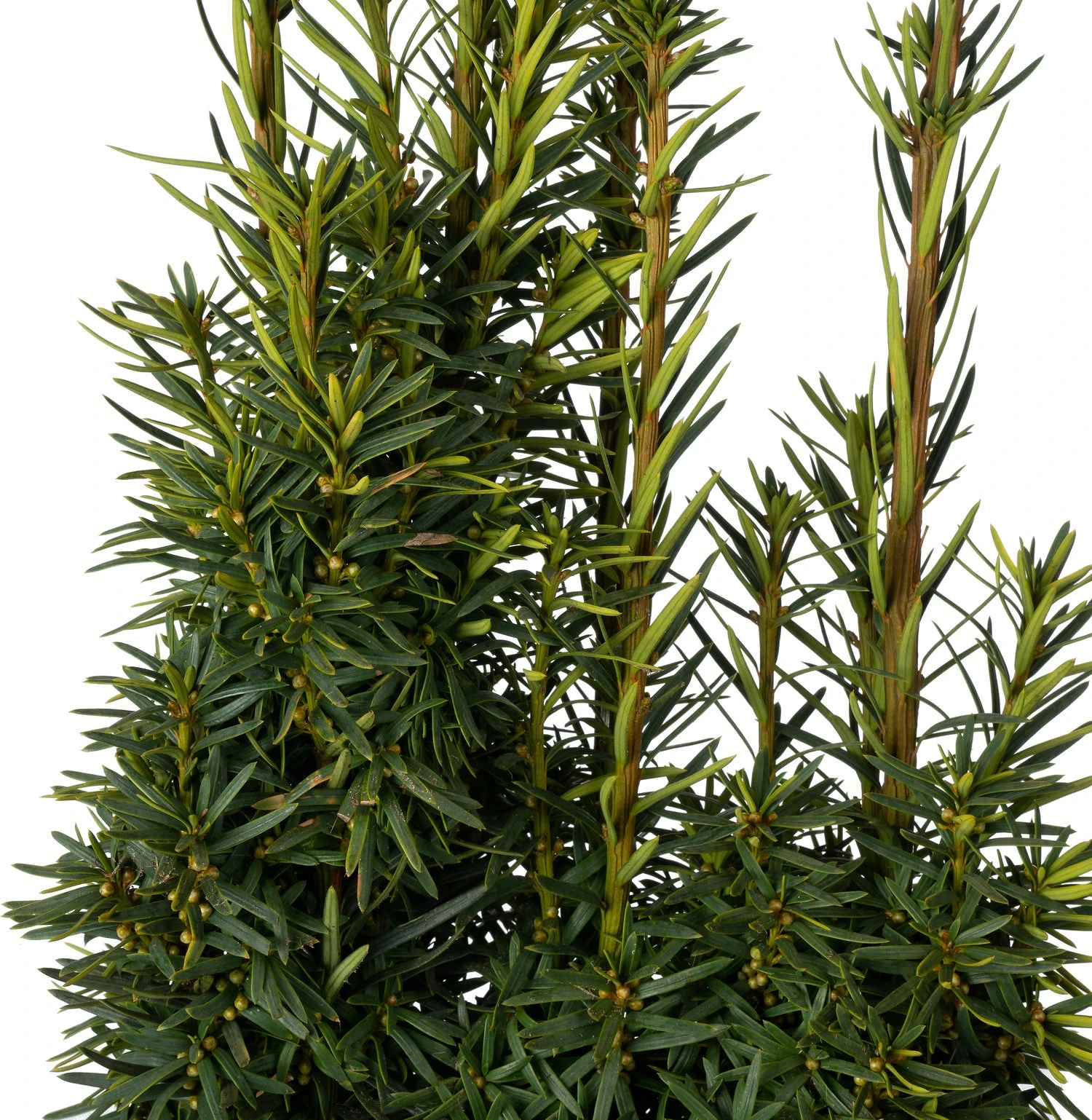 Taxus (Taxus Baccata 'David') D 29 H 80 Cm 2 Taxus (Taxus Baccata 'David') D 29 H 80 Cm - Afbeelding 2