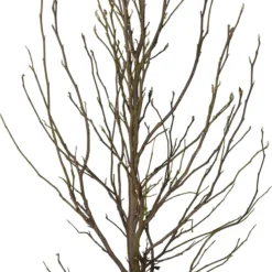 Magnolia (Magnolia Soulangeana 'Susan') D 32 H 90 Cm