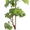 Biologische Pitloze Witte Druif (Vitis Vinifera Centennial Seedless') D 19 H 55 Cm