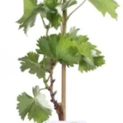 Biologische Pitloze Witte Druif (Vitis Vinifera Centennial Seedless') D 19 H 55 Cm