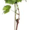 Biologische Blauwe Druif (Vitis Vinifera 'Mitschurinski') D 19 H 55 Cm