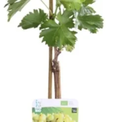 Biologische Pitloze Witte Druif (Vitis Vinifera 'Lakemont') D 19 H 55 Cm