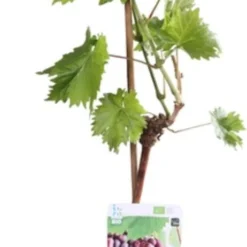 Blauwe Druif (Vitis Vinifera 'Regent') D 19 H 55 Cm
