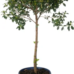 Japanse Azalea Op Stam (Rhododendron Japonica 'Evergreen') D 19 H 50 Cm