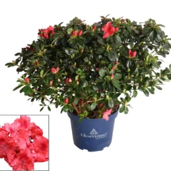 Japanse Azalea (Rhododendron Japonica 'Evergreen') Oranje D 23 H 40 Cm