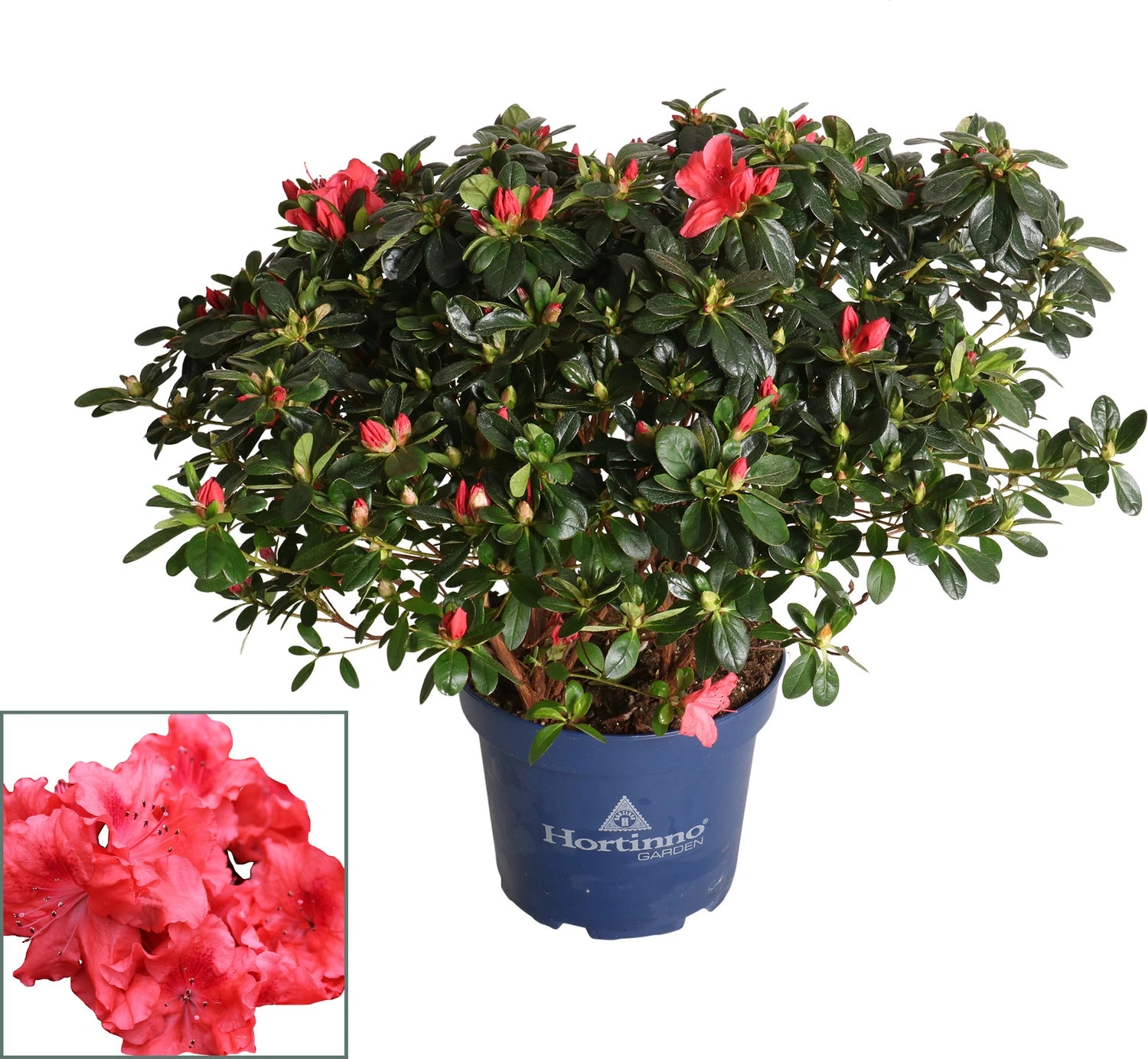 Japanse Azalea (Rhododendron Japonica 'Evergreen') Oranje D 23 H 40 Cm 1 Japanse Azalea (Rhododendron Japonica 'Evergreen') Oranje D 23 H 40 Cm