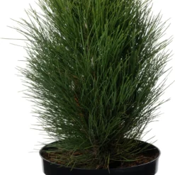 Bosnische Den (Pinus Heldreichii 'Green Tower') D 26 H 40 Cm