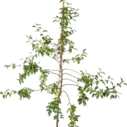 Sierappel (Malus 'Evereste') D 32 H 125 Cm