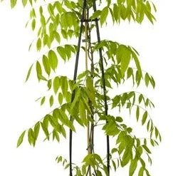 Blauwe Regen (Wisteria Brachybotrys 'Yokogama Fuji') D 21 H 175 Cm