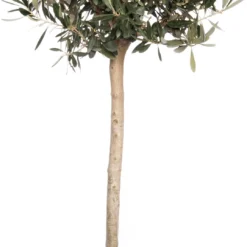 Olijfboom (Olea Europaea) D 28 H 130 Cm