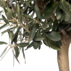 Olijfboom (Olea Europaea) D 28 H 130 Cm -Aanbiedingen Buiten Joy Winkel 8717263269212 2 1