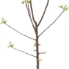 Biologische Handappel (Malus Domestica 'Santana') D 26 H 150 Cm