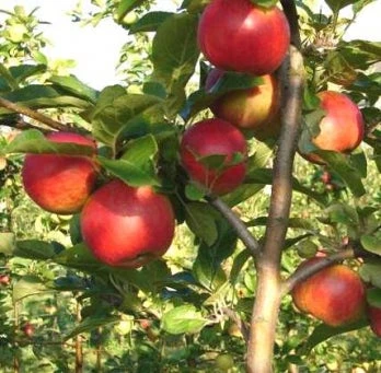 Biologische Handappel (Malus Domestica 'Santana') D 26 H 150 Cm 2 Biologische Handappel (Malus Domestica 'Santana') D 26 H 150 Cm - Afbeelding 2