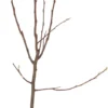 Biologische Perenboom (Pyrus Communis 'Doyenne Du Comice') D 26 H 150 Cm