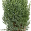 Dwergspar Op Stam (Picea Glauca 'Conica') D 15 H 50 Cm