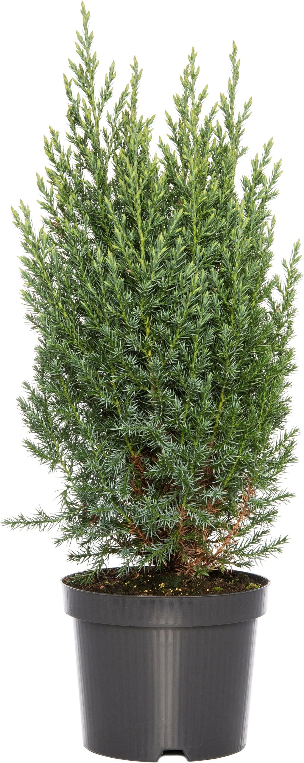Dwergspar Op Stam (Picea Glauca 'Conica') D 15 H 50 Cm 1 Dwergspar Op Stam (Picea Glauca 'Conica') D 15 H 50 Cm