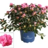 Japanse Azalea (Rhododendron Japonica 'Evergreen') Roze D 19 H 40 Cm
