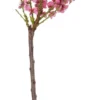 Biologische Amandel (Prunus Dulcis) D 23 H 80 Cm