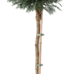 Dwergcypres Op Stam (Chamaecyparis Lawsoniana 'Columnaris') D 21 H 70 Cm