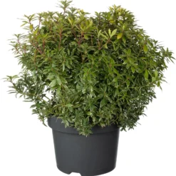 Rotsheide (Pieris Japonica 'Little Goldy') D 23 H 30 Cm