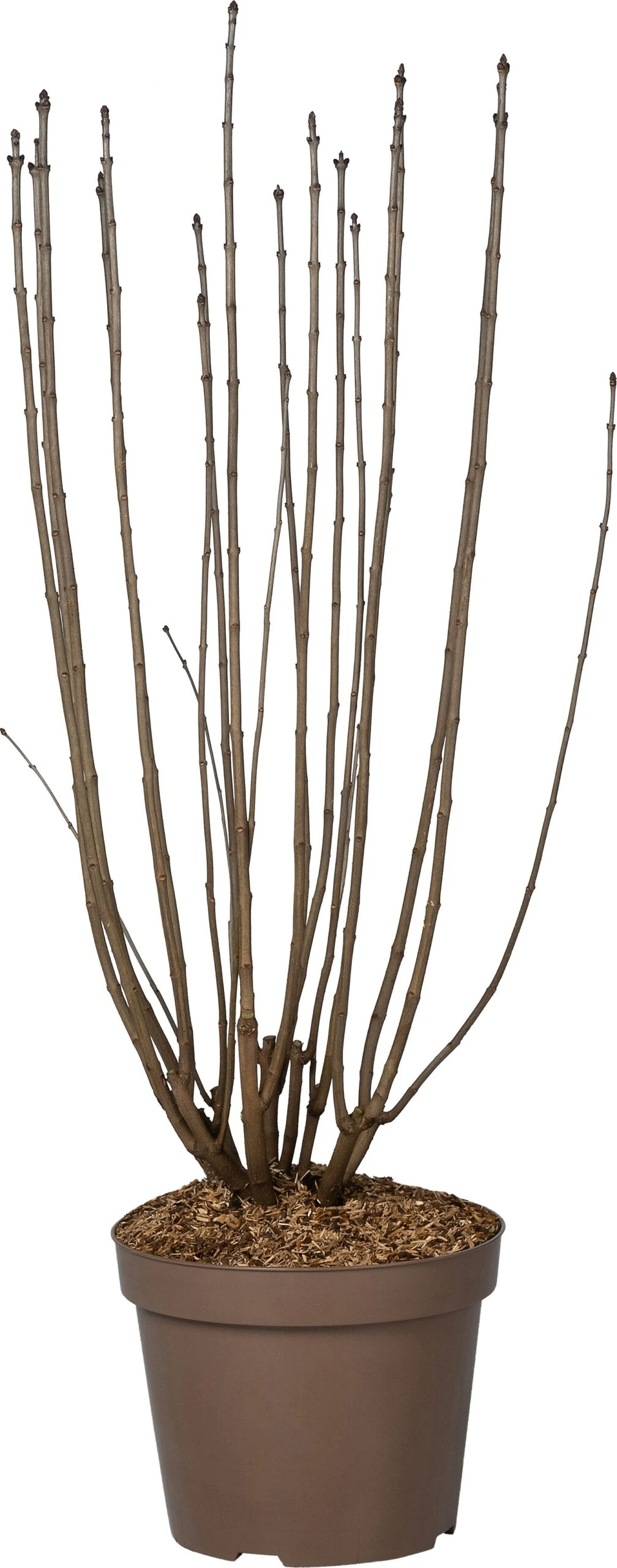 Sering (Syringa Vulgaris 'Charles Joly') D 32 H 100 Cm 1 Sering (Syringa Vulgaris 'Charles Joly') D 32 H 100 Cm