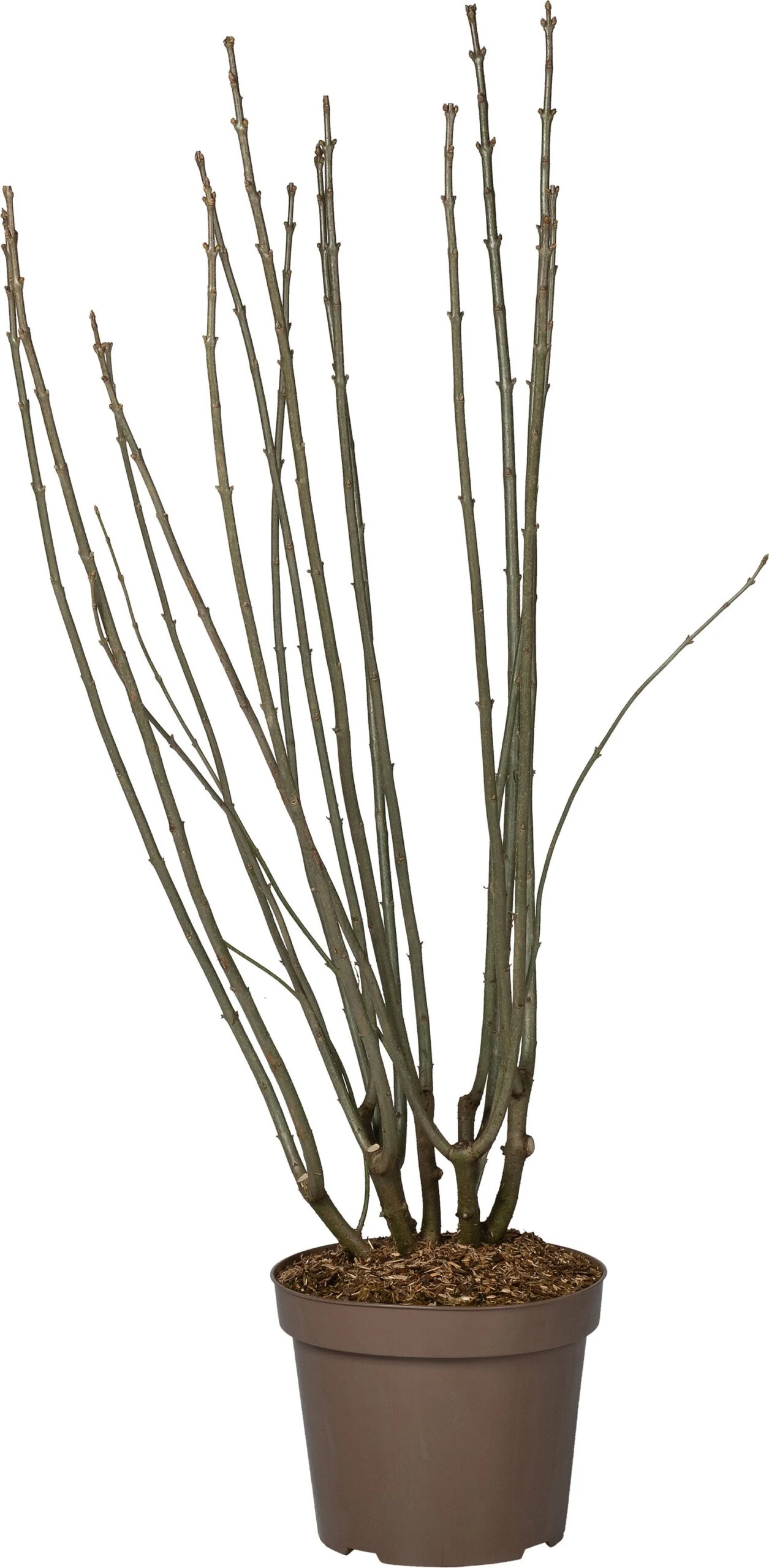 Sering (Syringa Villosa 'Agnes Smith') D 32 H 100 Cm 1 Sering (Syringa Villosa 'Agnes Smith') D 32 H 100 Cm