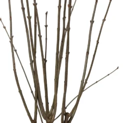 Sering (Syringa Villosa 'Lark Song') D 32 H 100 Cm