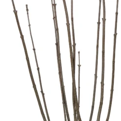 Sering (Syringa Villosa 'Miss Canada') D 32 H 100 Cm