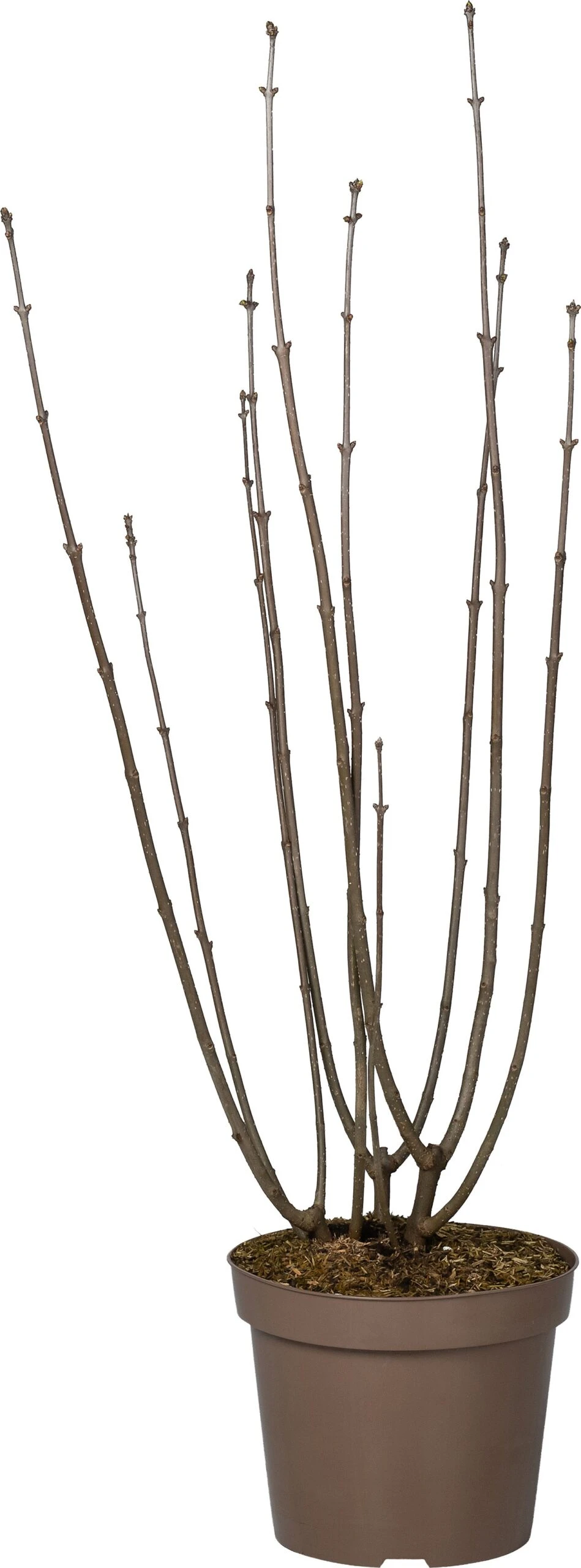 Sering (Syringa Villosa 'Miss Canada') D 32 H 100 Cm 1 Sering (Syringa Villosa 'Miss Canada') D 32 H 100 Cm