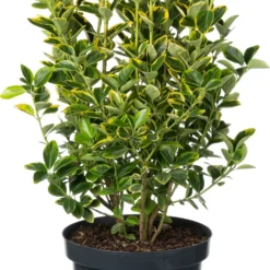 Japanse Kardinaalsmuts (Euonymus Japonicus 'Aureomarginatus') D 26 H 50 Cm
