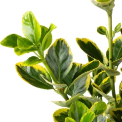 Aanbiedingen Buiten Joy Winkel -Aanbiedingen Buiten Joy Winkel 8717263422389 1