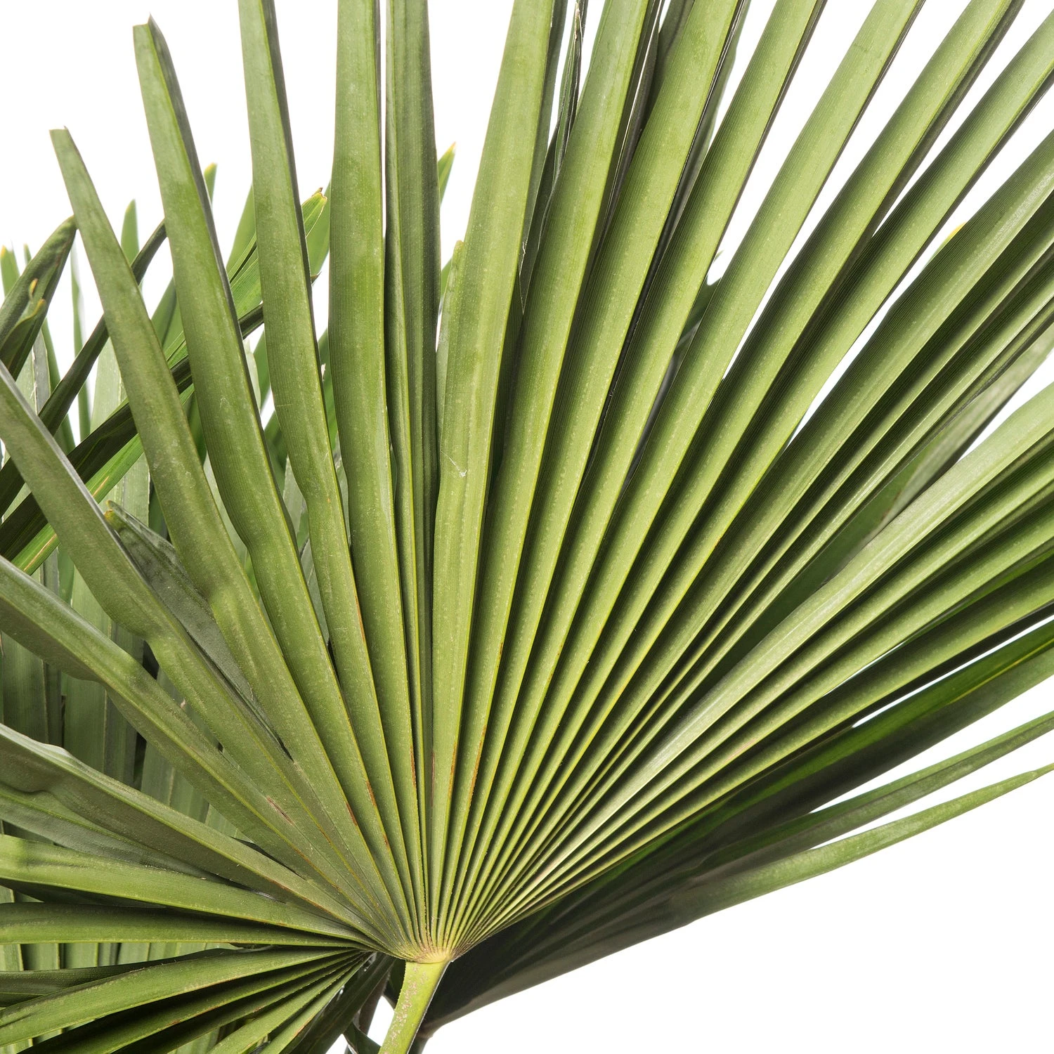 Chinese Waaierpalm (Trachycarpus Fortunei) D 36 H 150 Cm 2 Chinese Waaierpalm (Trachycarpus Fortunei) D 36 H 150 Cm - Afbeelding 2