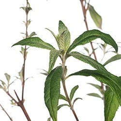 Vlinderstruik (Buddleja Davidii 'Pink Delight') D 24 H 40 Cm 2 Vlinderstruik (Buddleja Davidii 'Pink Delight') D 24 H 40 Cm - Afbeelding 2