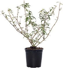 Vlinderstruik (Buddleja Davidii 'Pink Delight') D 24 H 40 Cm