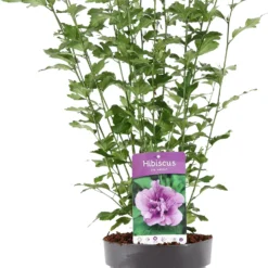 Chinese Roos (Hibiscus Syriacus 'Ardens') D 23 H 60 Cm