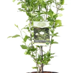 Chinese Roos (Hibiscus Syriacus 'White Chiffon') D 23 H 60 Cm