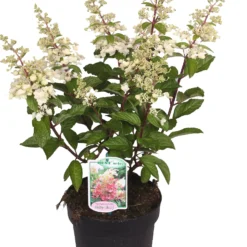 Pluimhortensia (Hydrangea Paniculata 'Pinky Winky') D 23 Cm