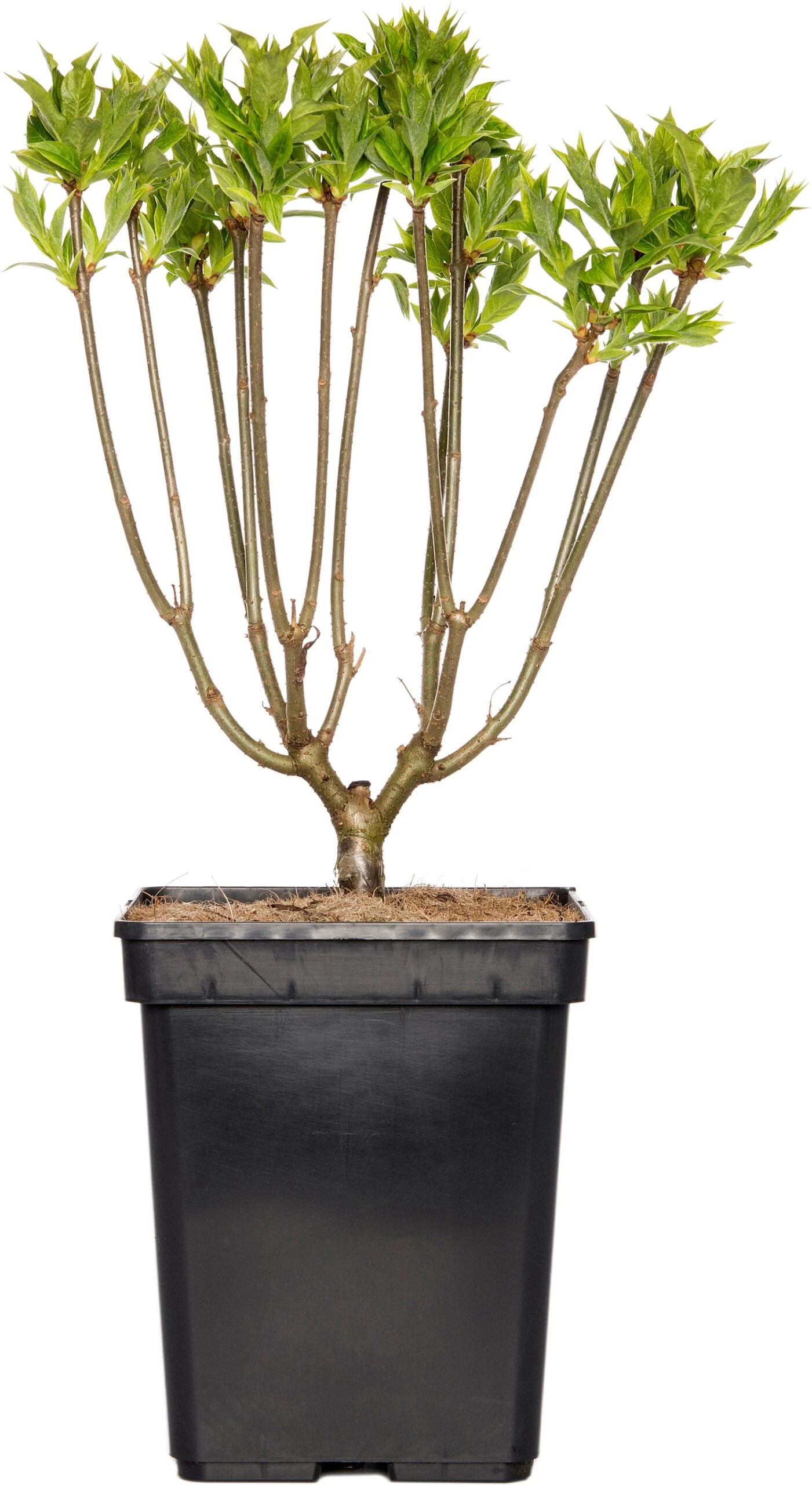 Sering (Syringa Villosae 'Agnes Smith') D 23 H 30 Cm 1 Sering (Syringa Villosae 'Agnes Smith') D 23 H 30 Cm